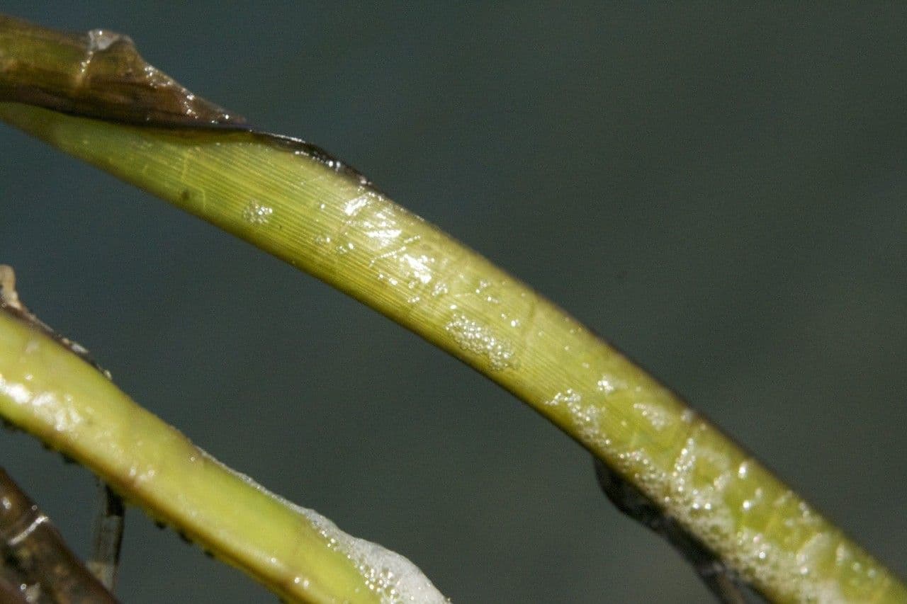 Zostera marina 20
