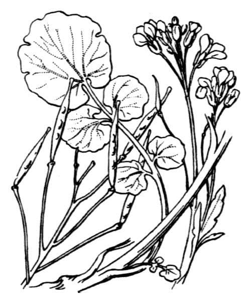Cardamine raphanifolia 27