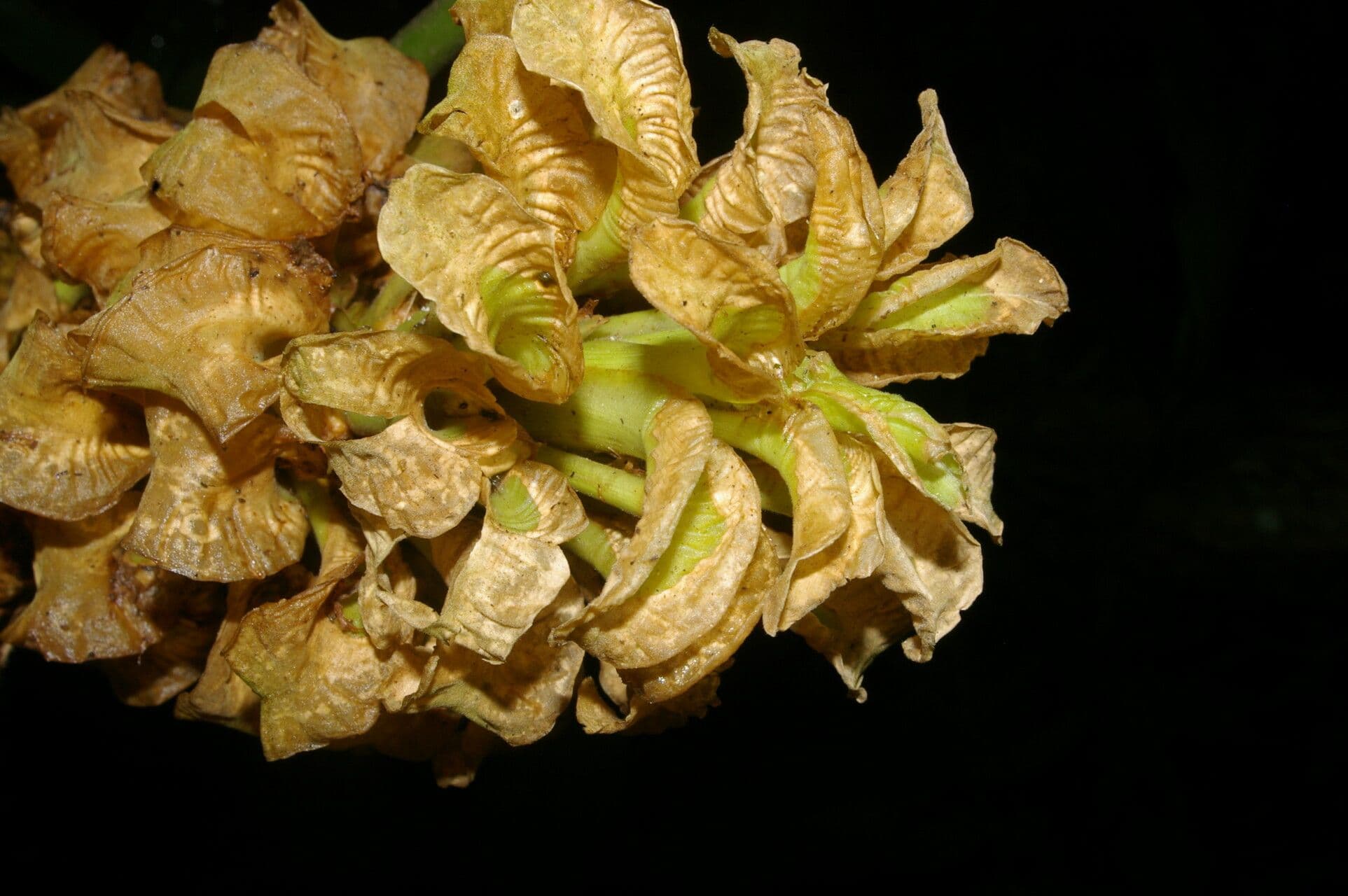 Calathea 3
