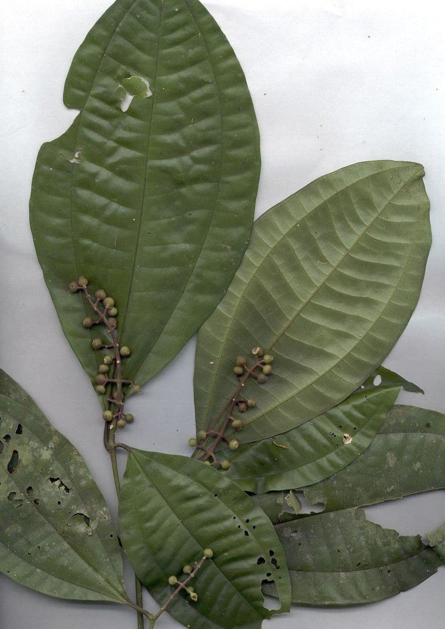 Miconia 20