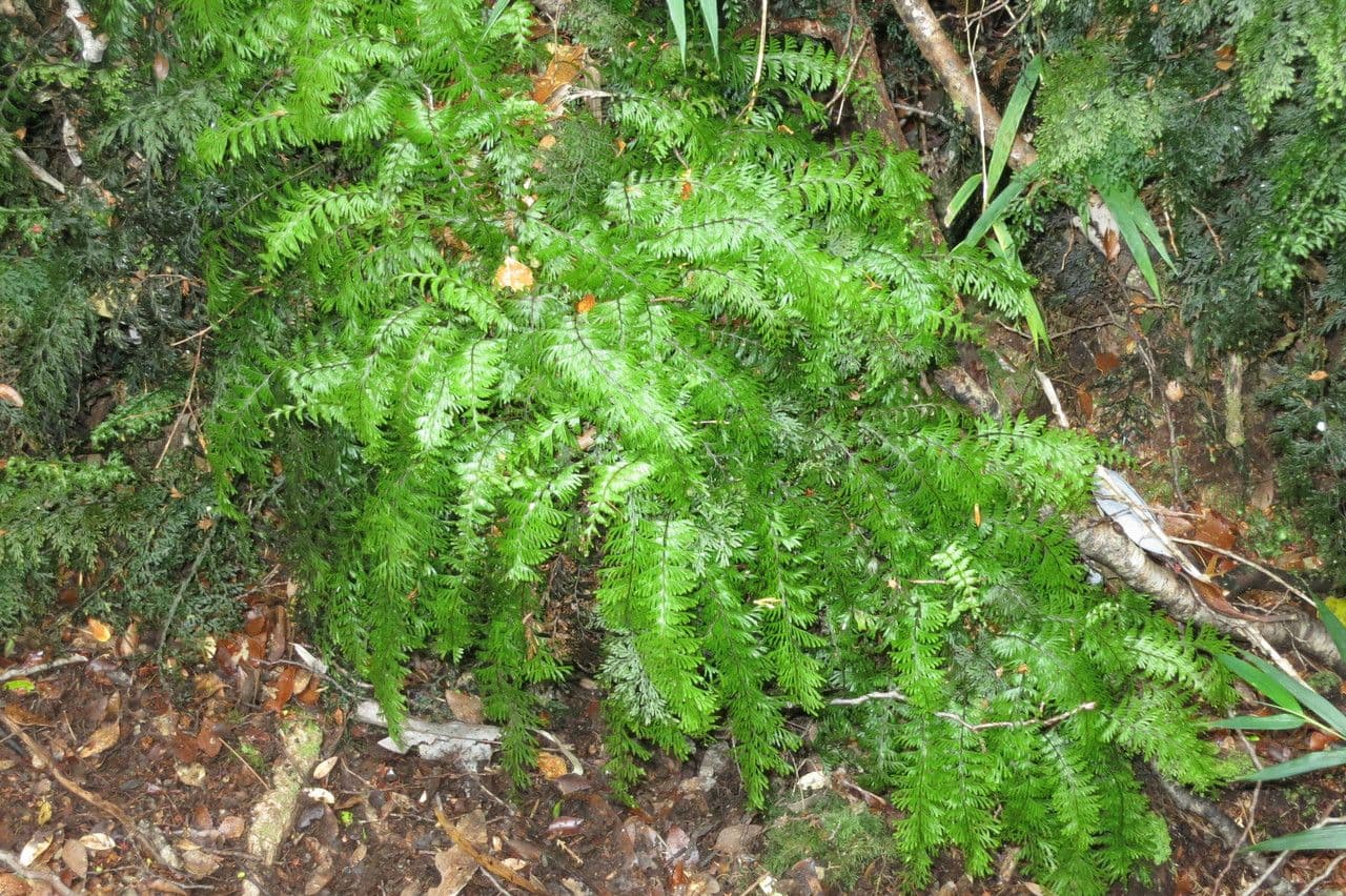 Hymenophyllum 2
