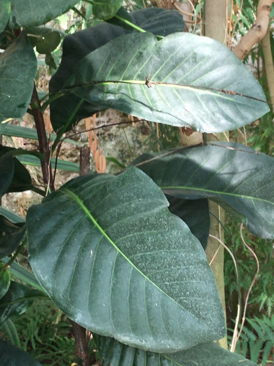 Atractocarpus