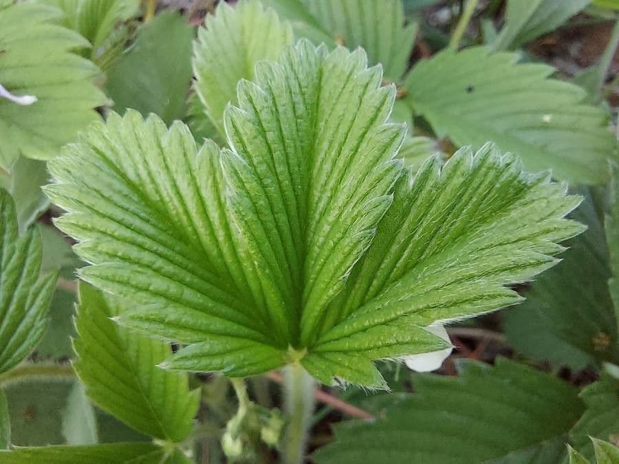 Fraisier vert 19