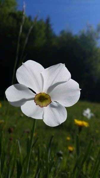 Narciso selvatico 6