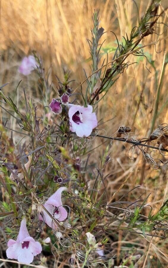 Micrargeria filiforme 4