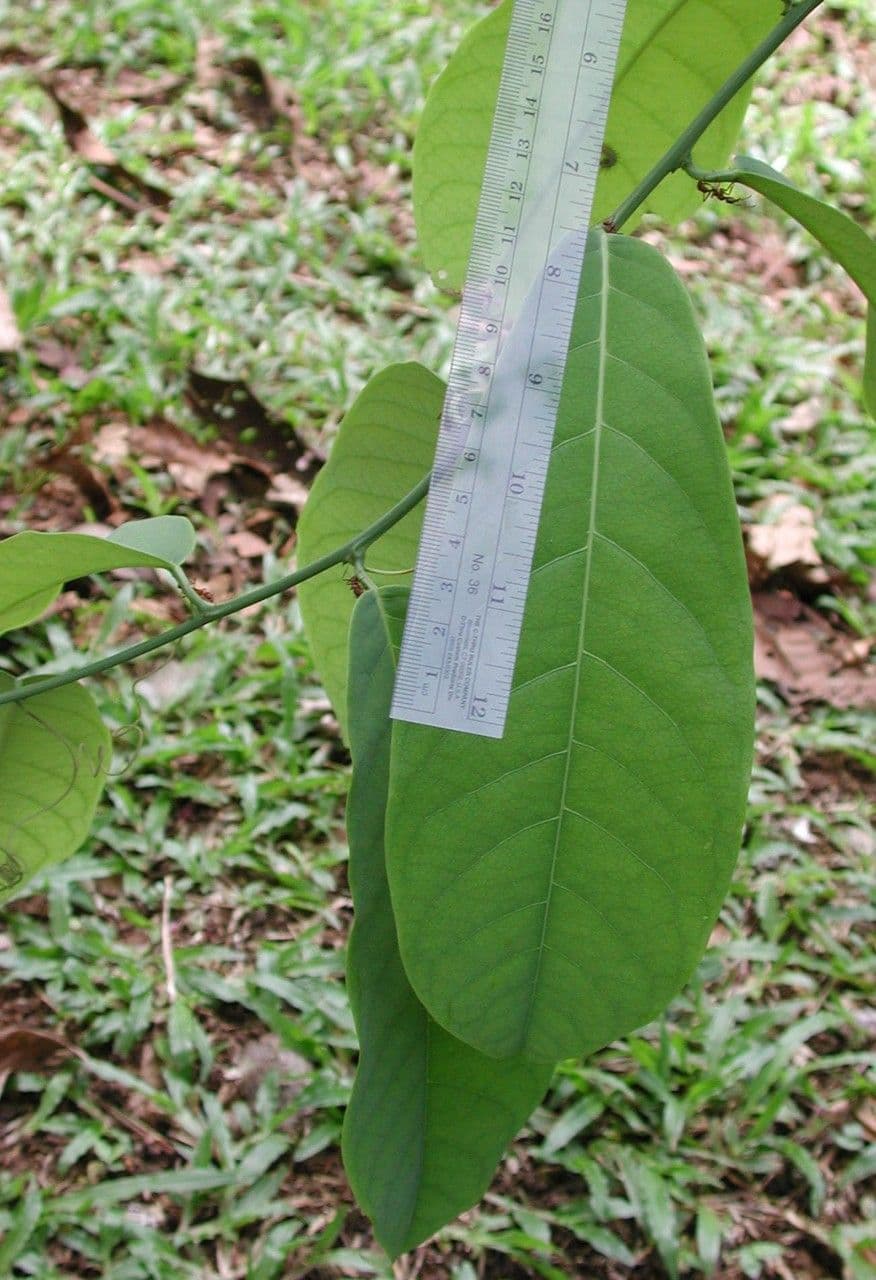 Passiflora 12