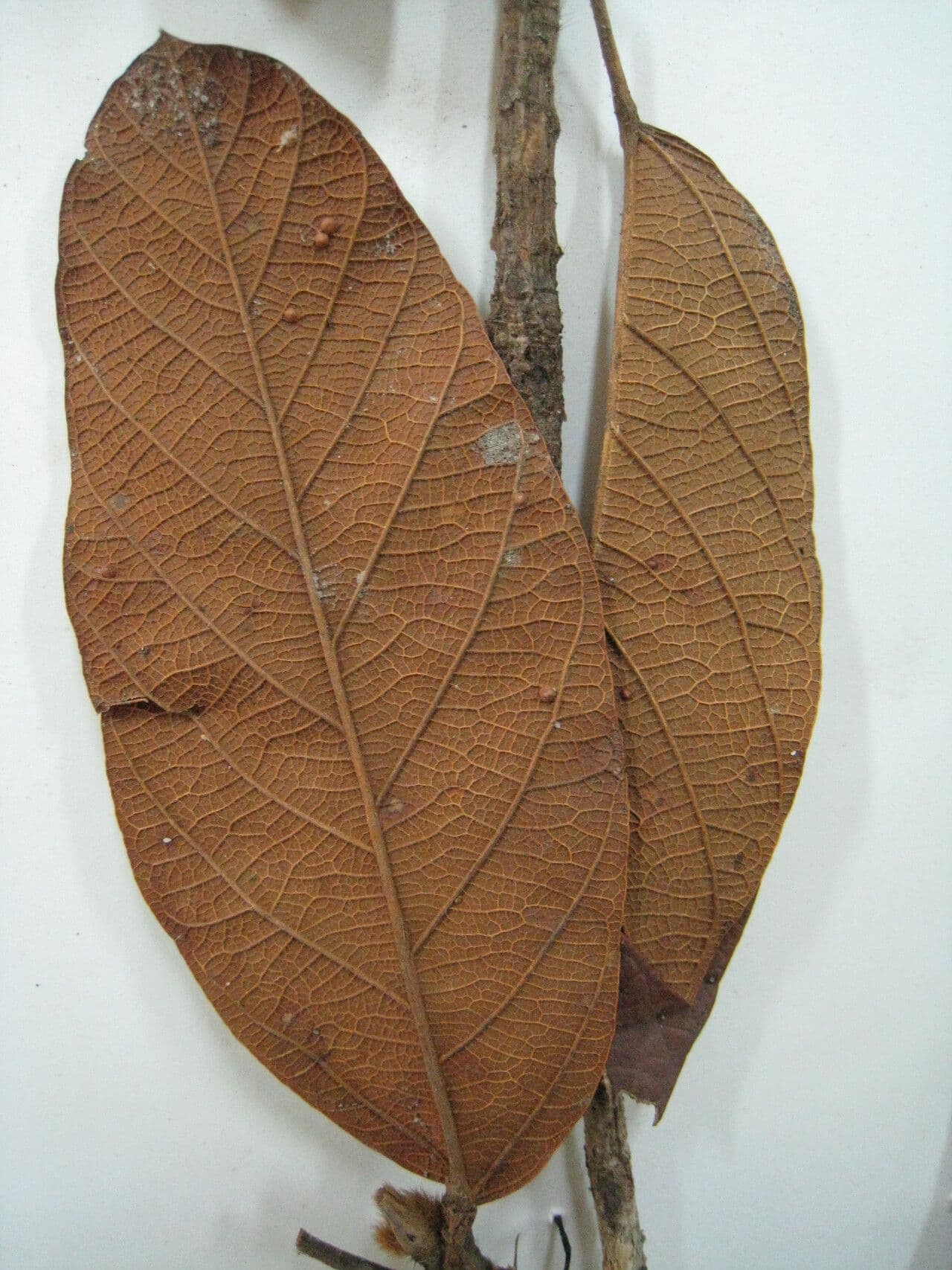 Sterculia 8