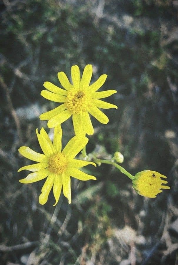 Senecio 3