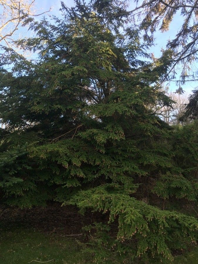 Tsuga diversifolia 4
