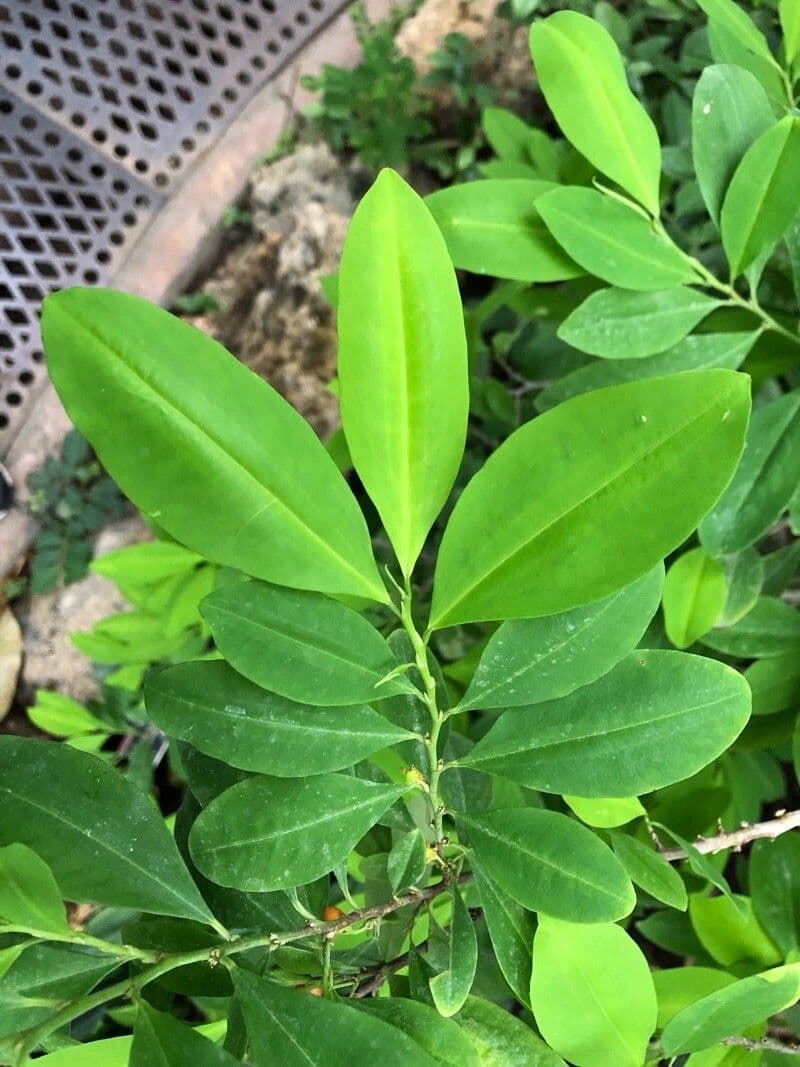 Coca colombiana