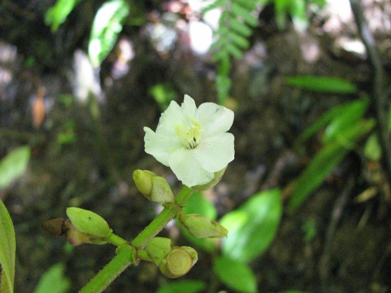 Miconia 7