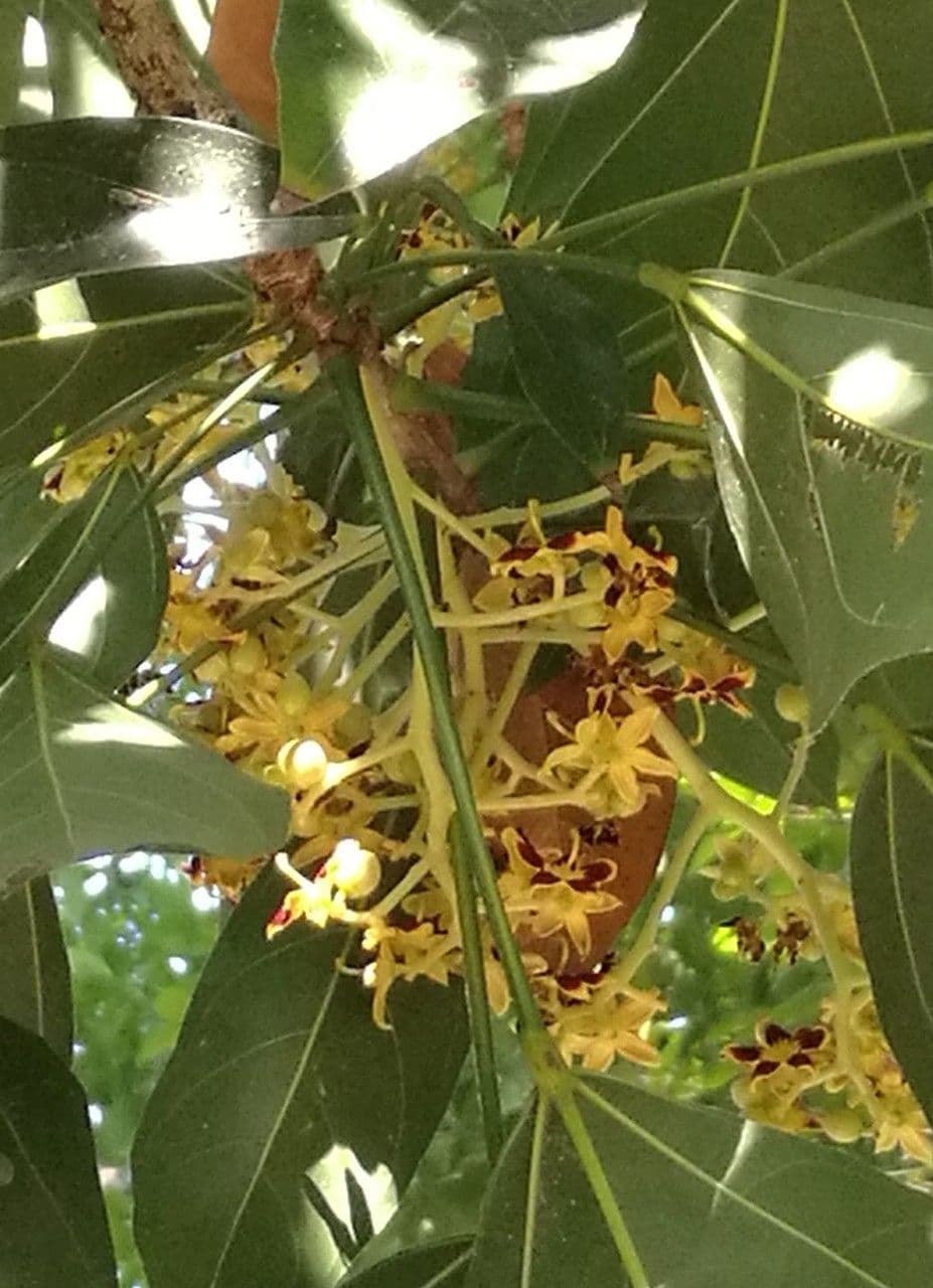 Klerodendron