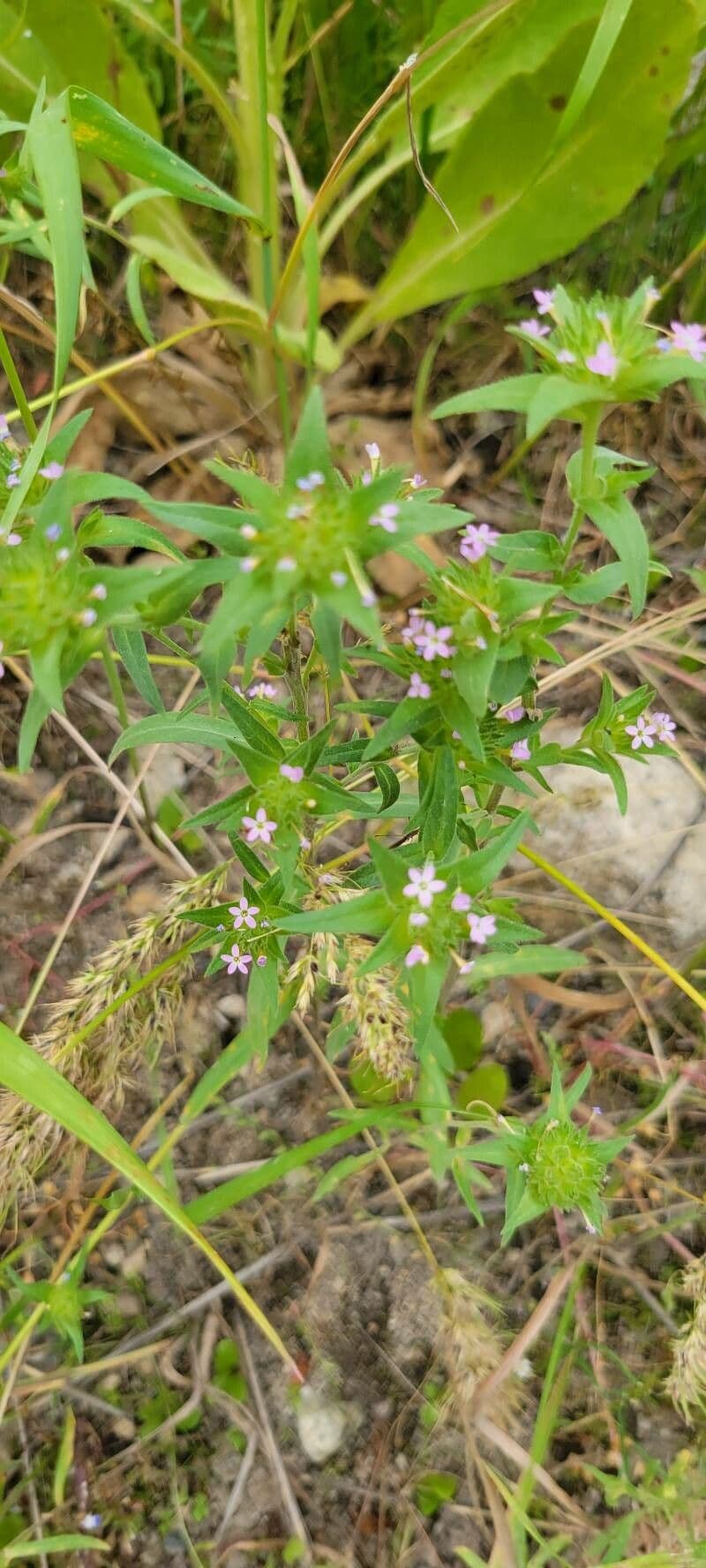 Collomia lineare 13