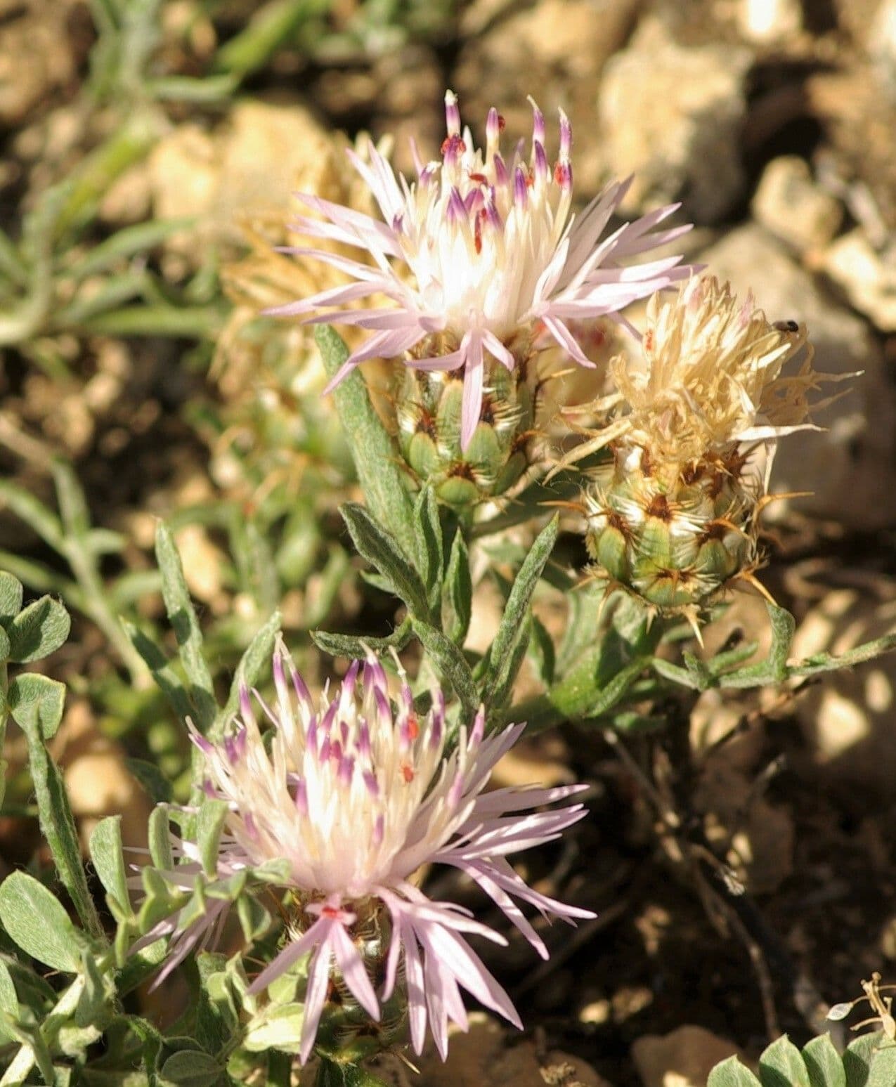 Fiordaliso
