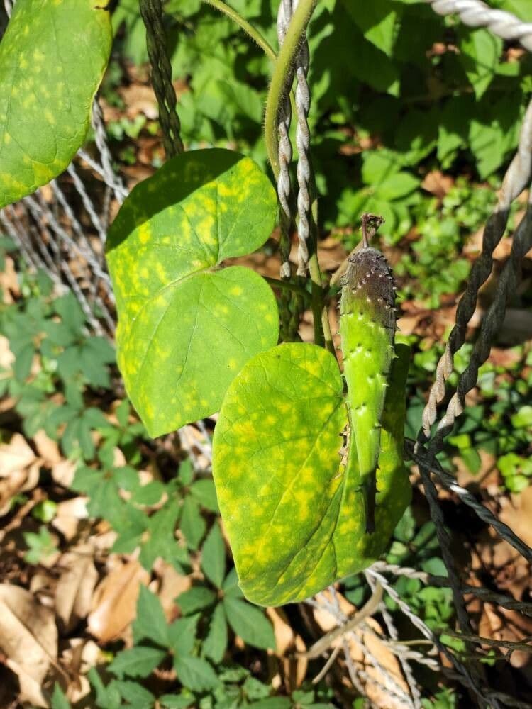 Matelea 11