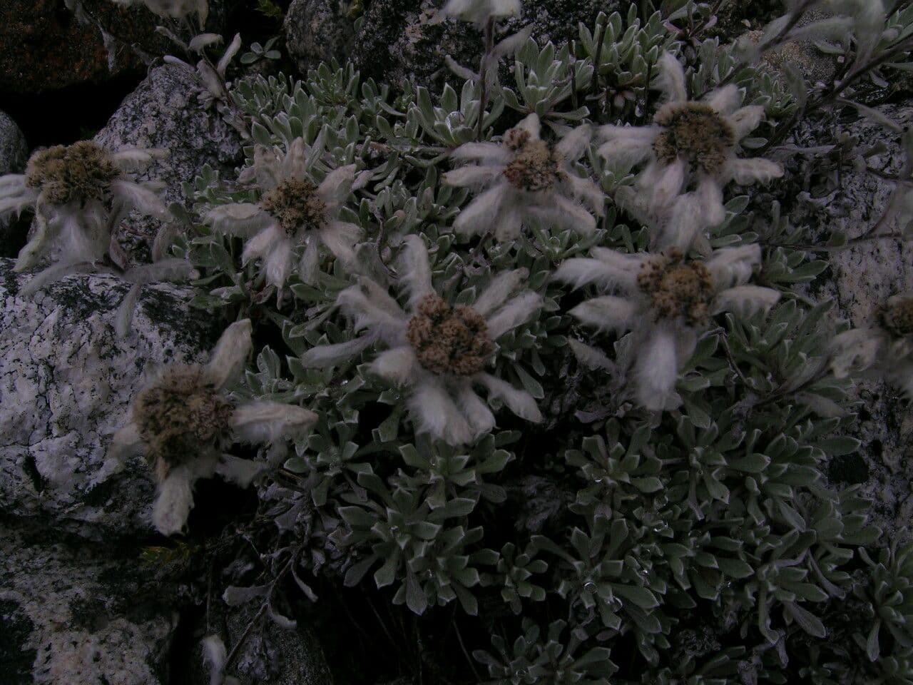 Edelweiss 8