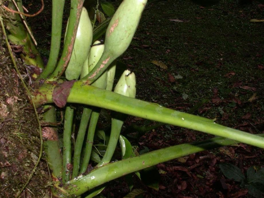 Syngonium 11