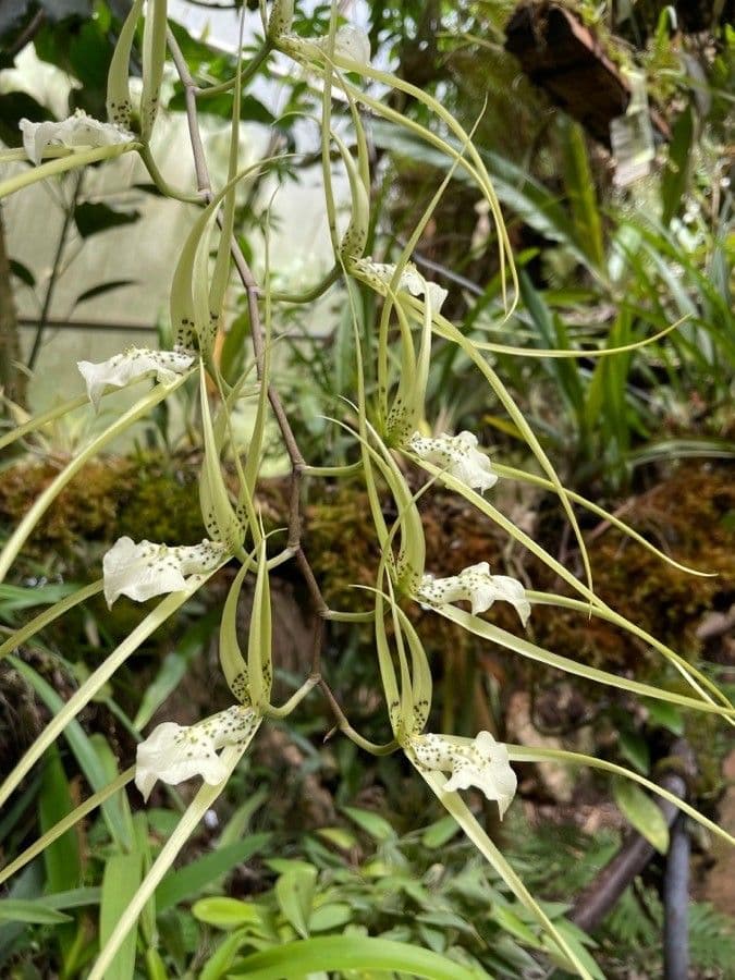 Brassia 6
