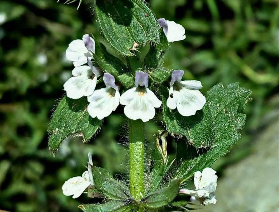 Sideritis romana 6
