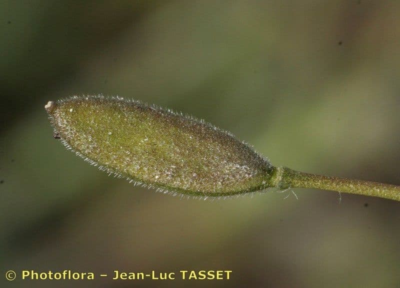 Draba lesná 3