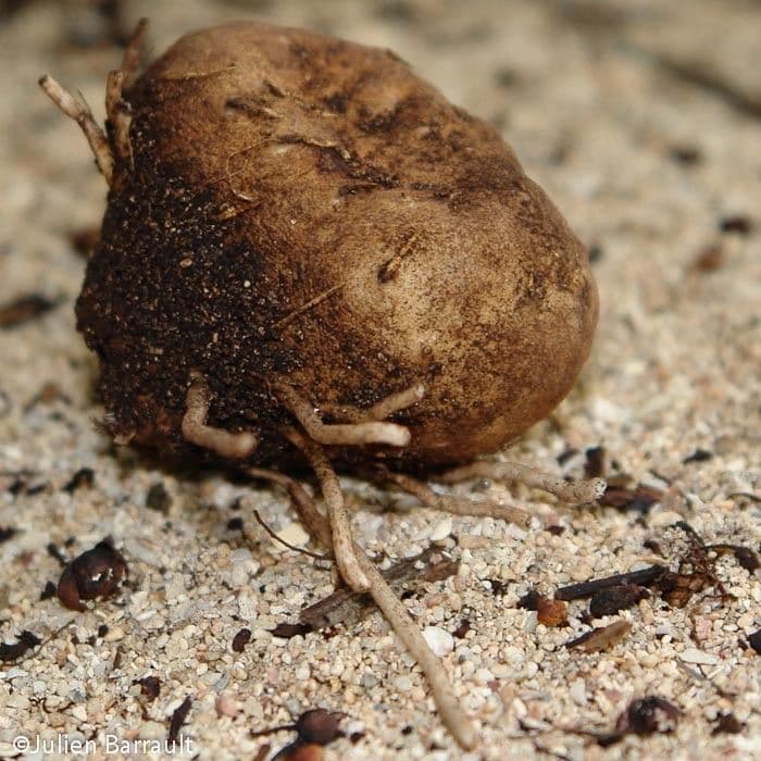 Východoindický arrowroot 15
