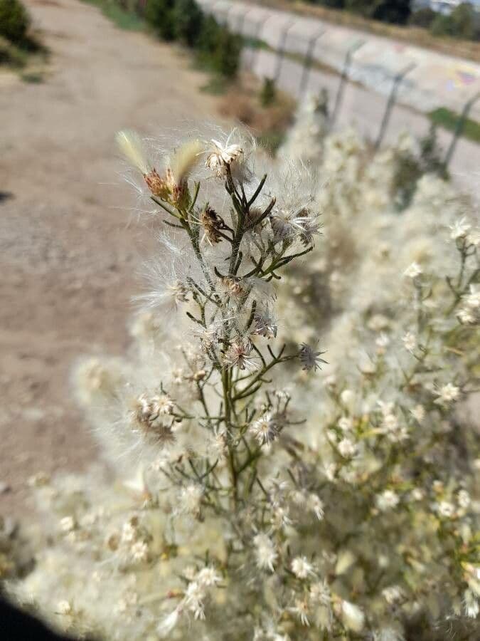 Baccharis