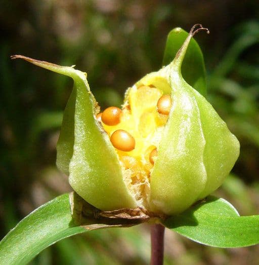 Trillium ovato 5
