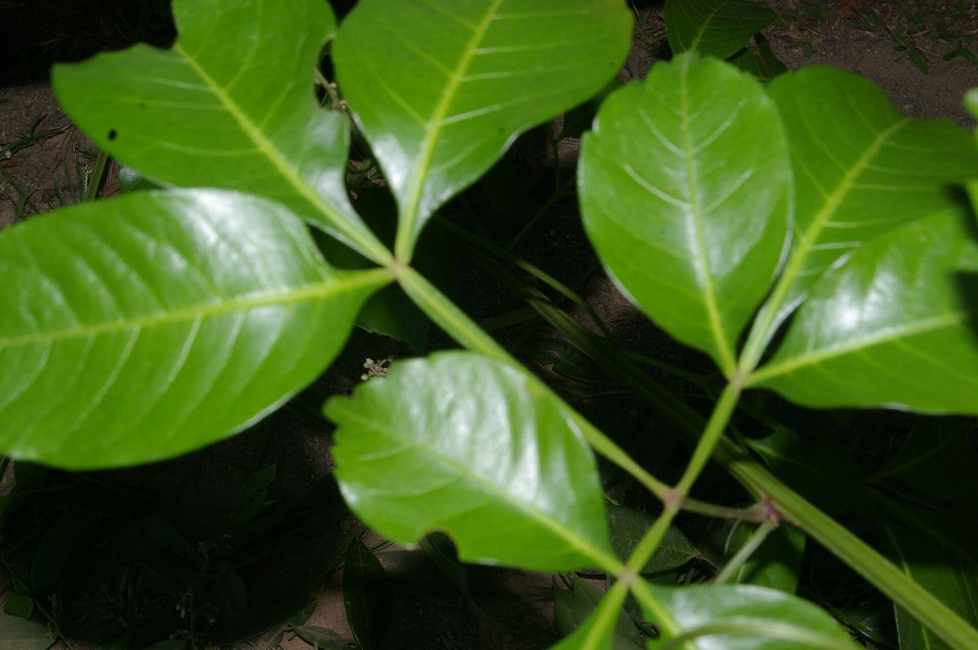 Serjania 4