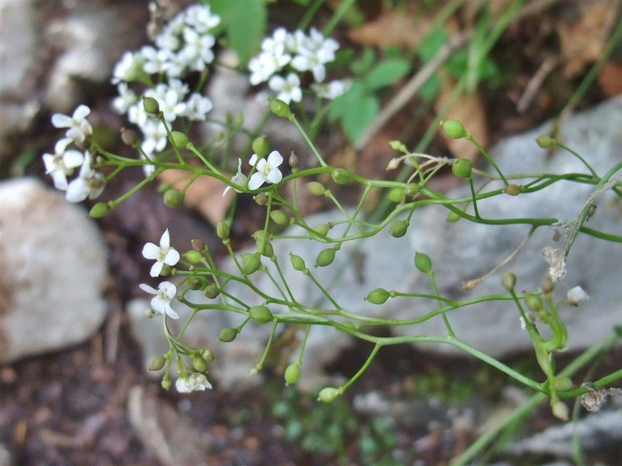 Coclearia sassifraga 13