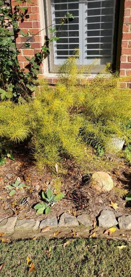 Amsonia 10