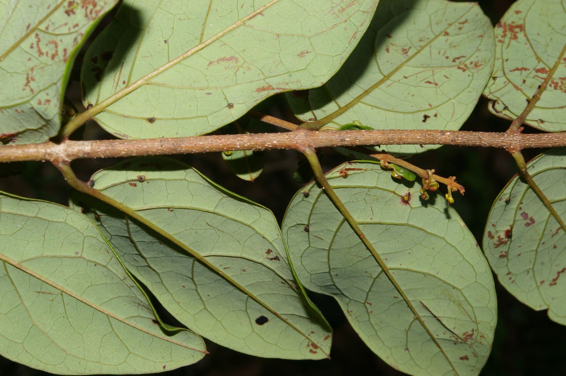 Heteropterys 7