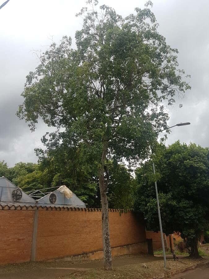 Balfourodendron 4