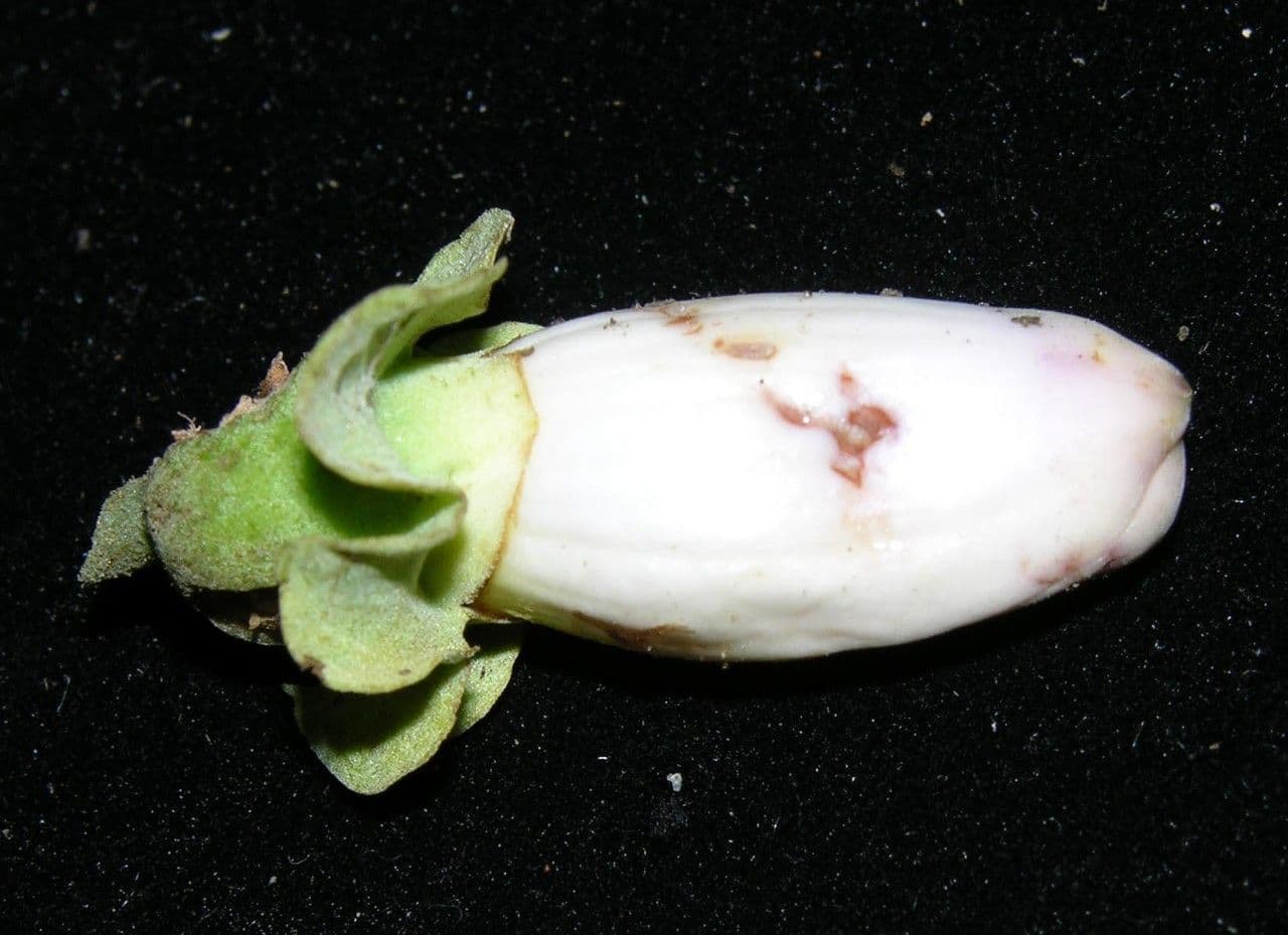 Amphilophium paniculato