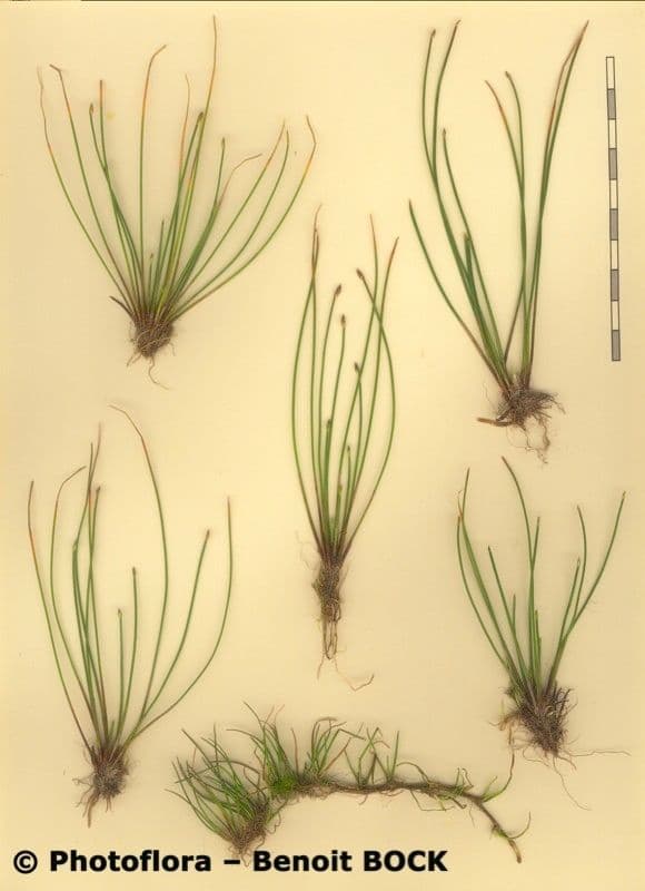 Sedge bonariensis 21