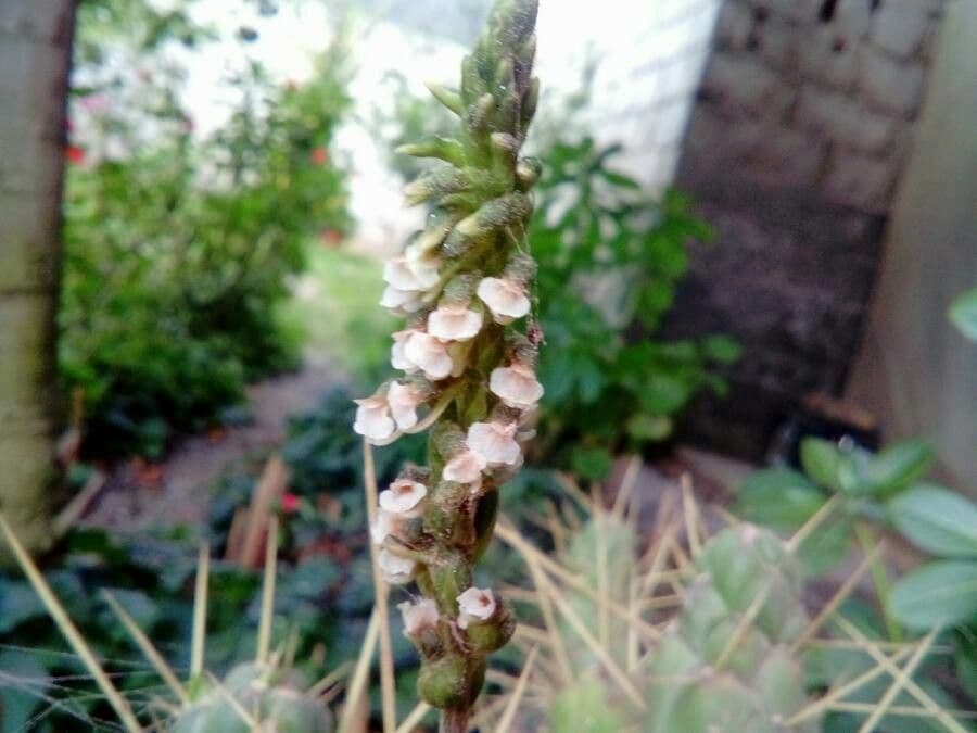 Achala Orchid 2