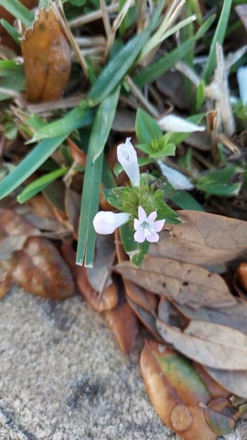 Richardia scabra 4