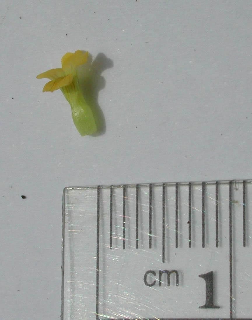 Mecardonia procumbens 20