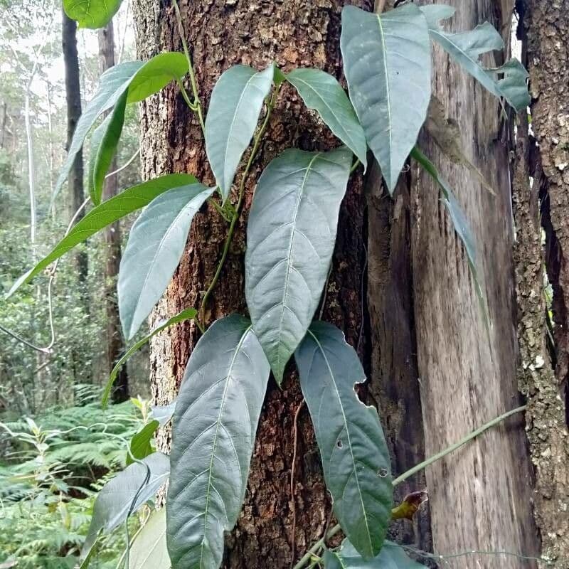 Parsonsia straminea 7