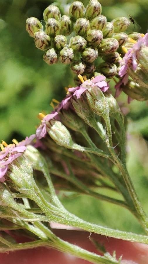 Achillea 2