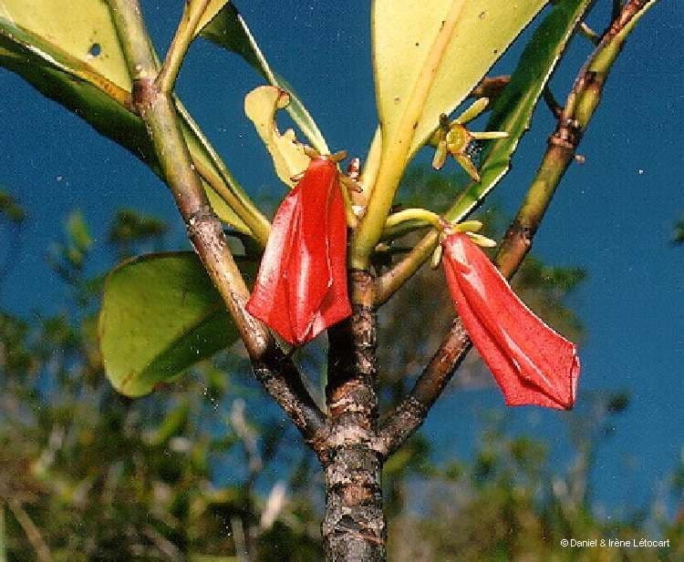 Thiollierea 4