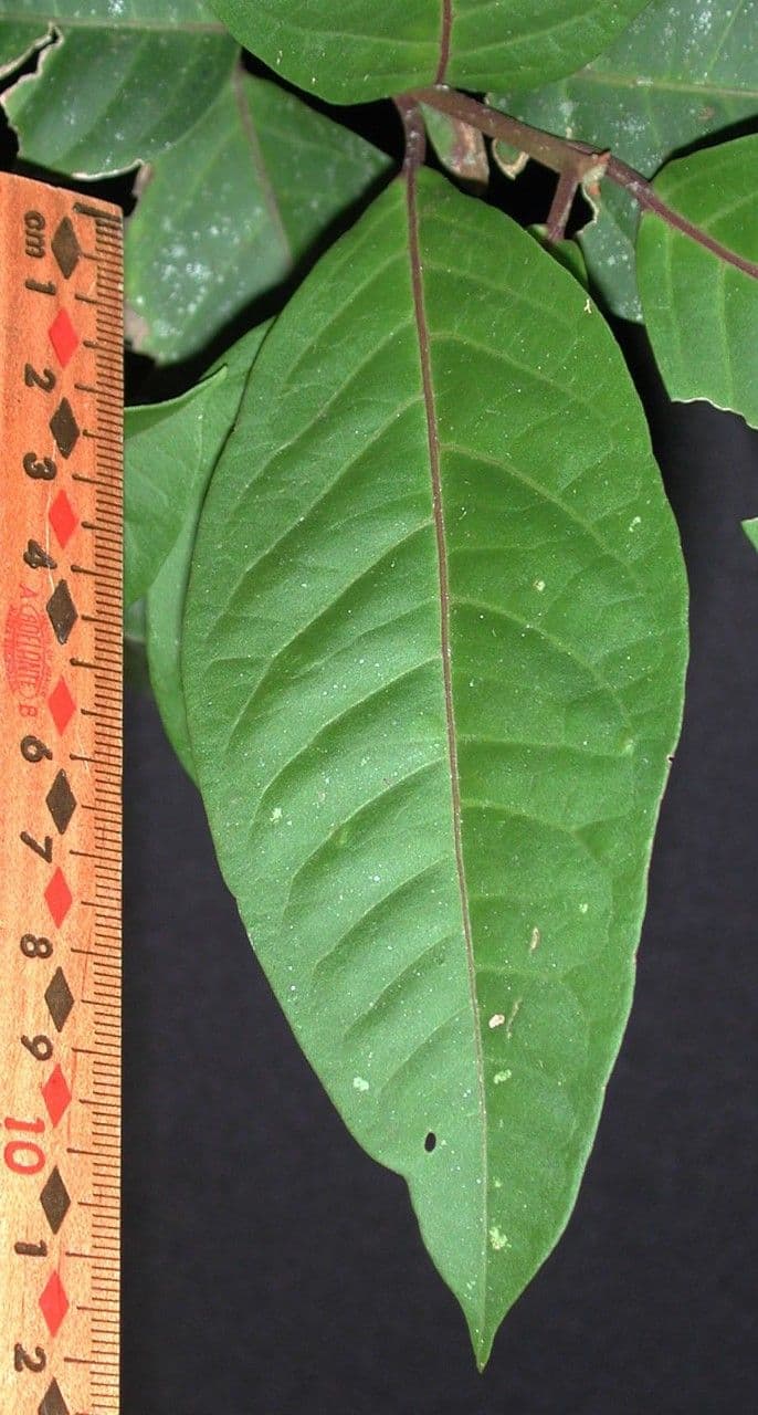 Neea laetevirens 10