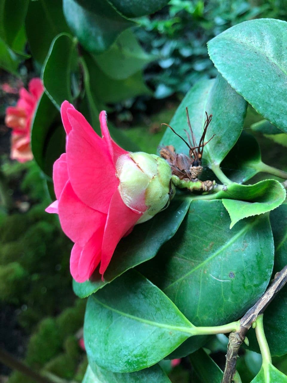 Camelia oleifera 8