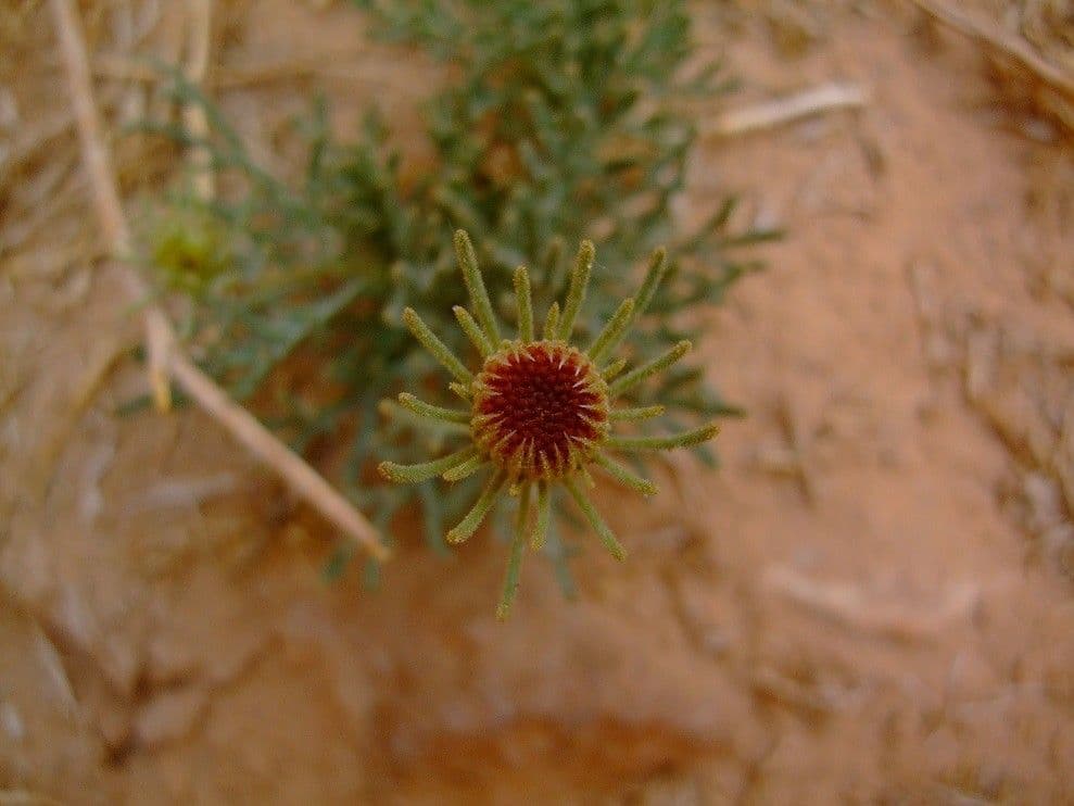 Perralderia 9