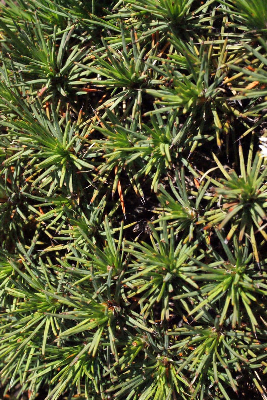 Borya constricta 8