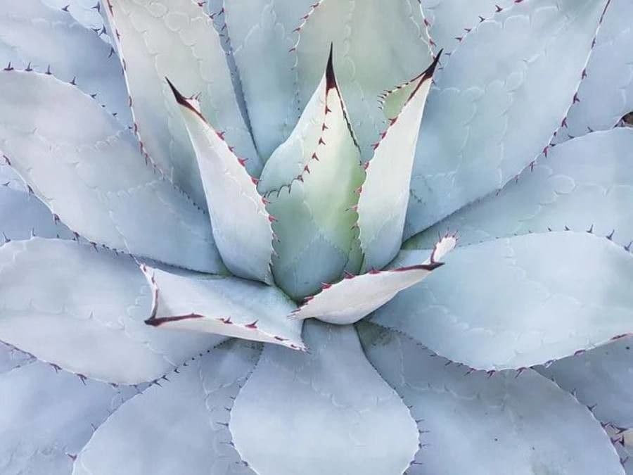 Agave di Parry 14
