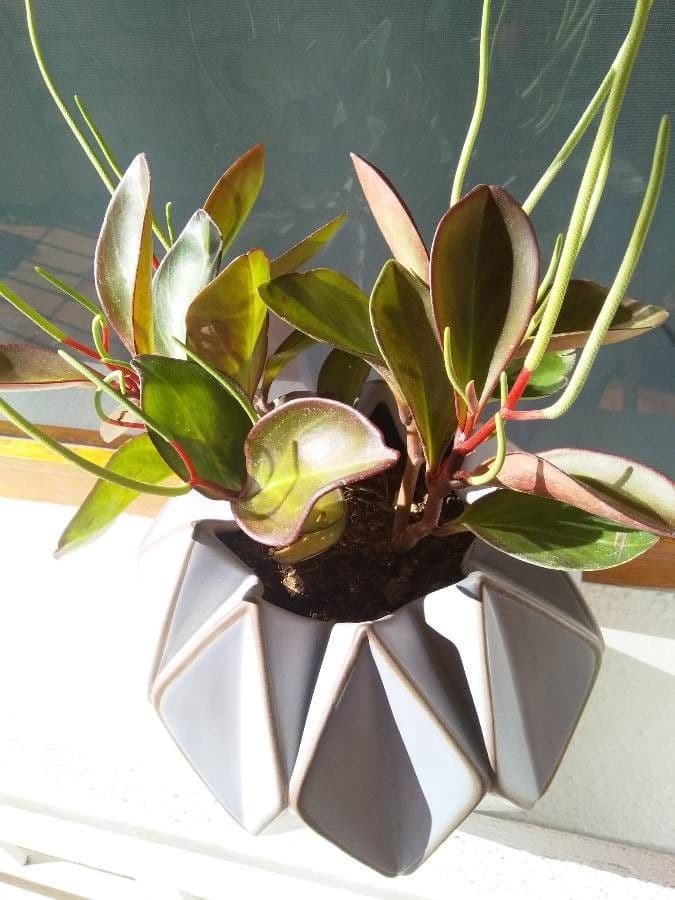 Peperomia 3