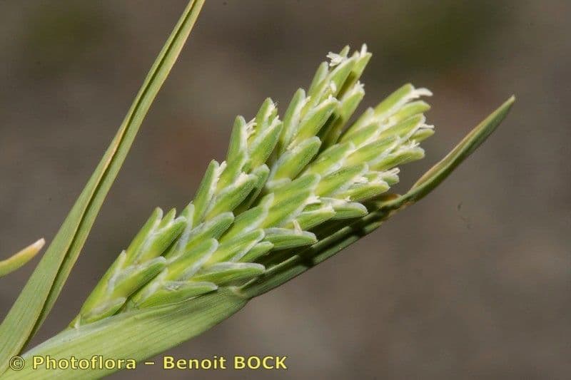 Sclerochloa