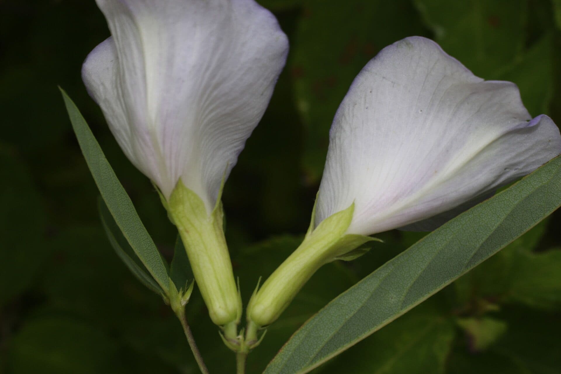 Clitoria guyanensis 7
