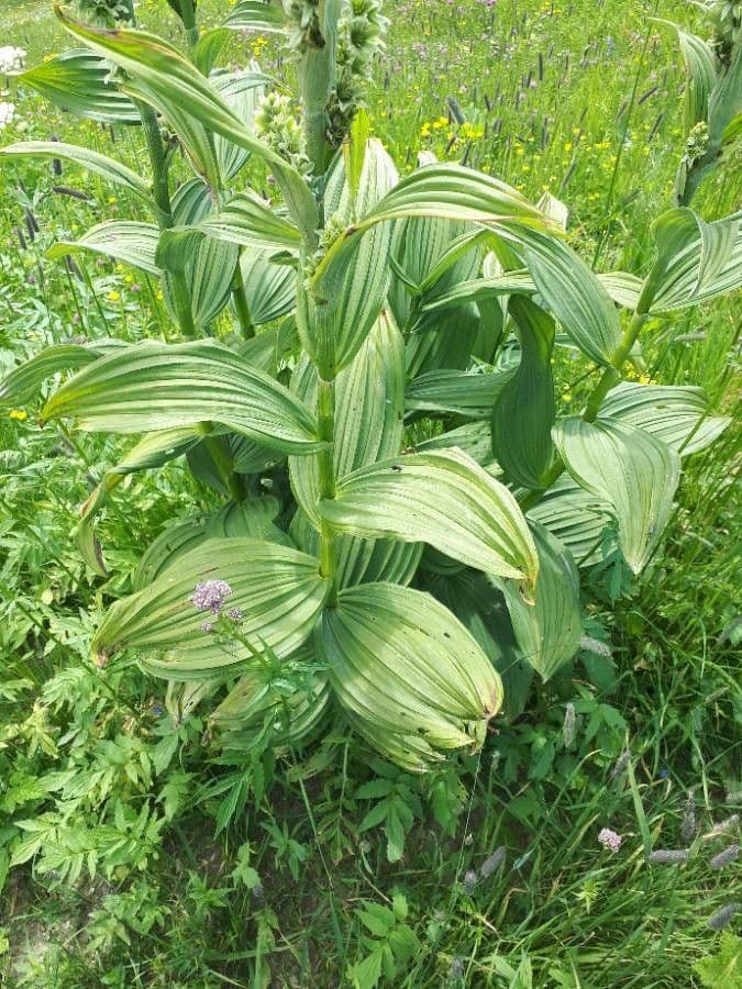 Vedegambre blanco 18