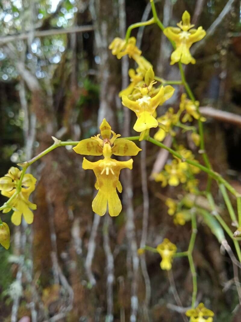 Oncidium ptasiodziobe